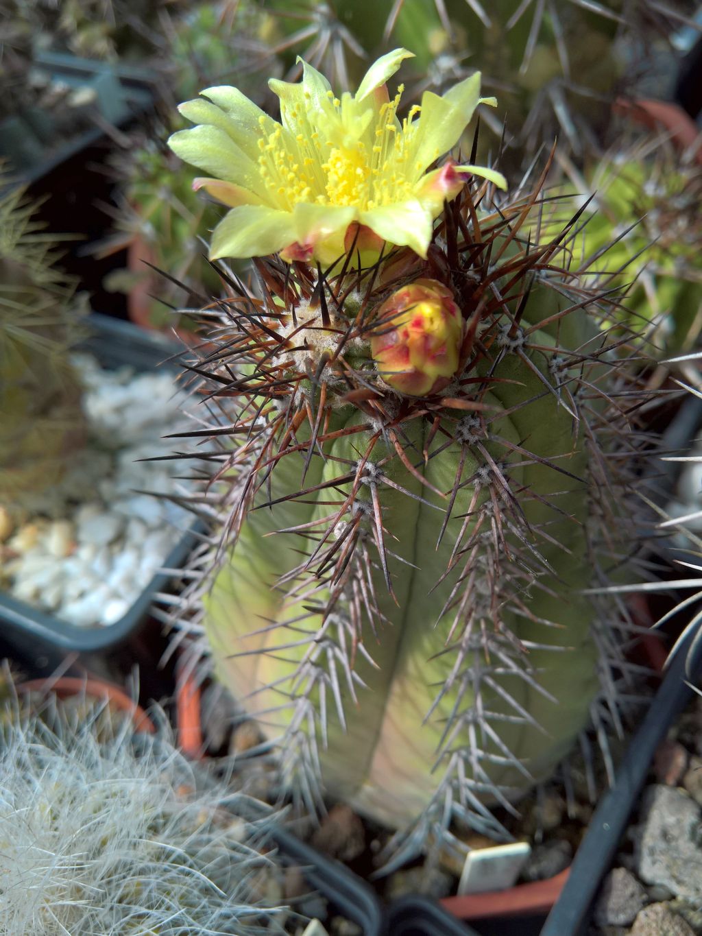 Copiapoa cinerea